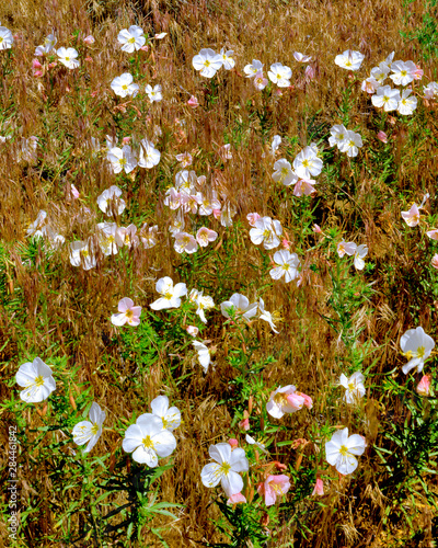 USA, Washington State, Klickitat County. Wild primrose in field of grass.  photo