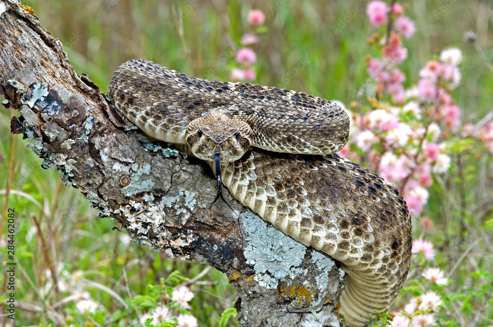 Fototapeta premium USA, Texas, Hill Country. Close-up of western diamondback rattlesnake coiled on lichen-covered branch among mimosa flowers. 