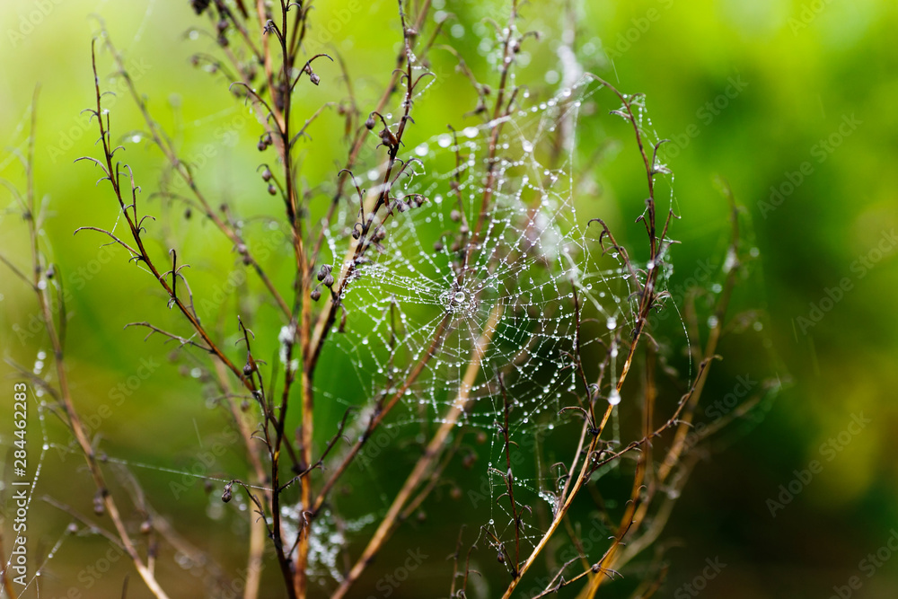 Wet web with drops on a bush