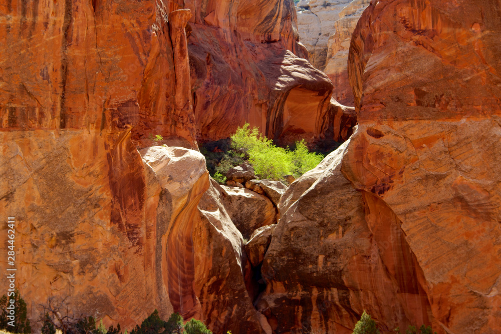 Trees and rocks in Capitol Gorge, Capitol Reef National Park, Utah.
