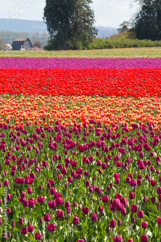 United States, Washington State, Mount Vernon, tulip fields bloom at the annual Skagit Valley Tulip Festival