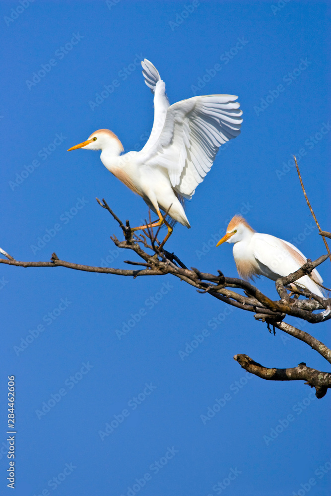 USA, Texas, High Island, High Island Rookery. Cattle egret pair in breeding plumage. USA, Texas, High Island, High Island Rookery. Cattle egret pair in breeding plumage.