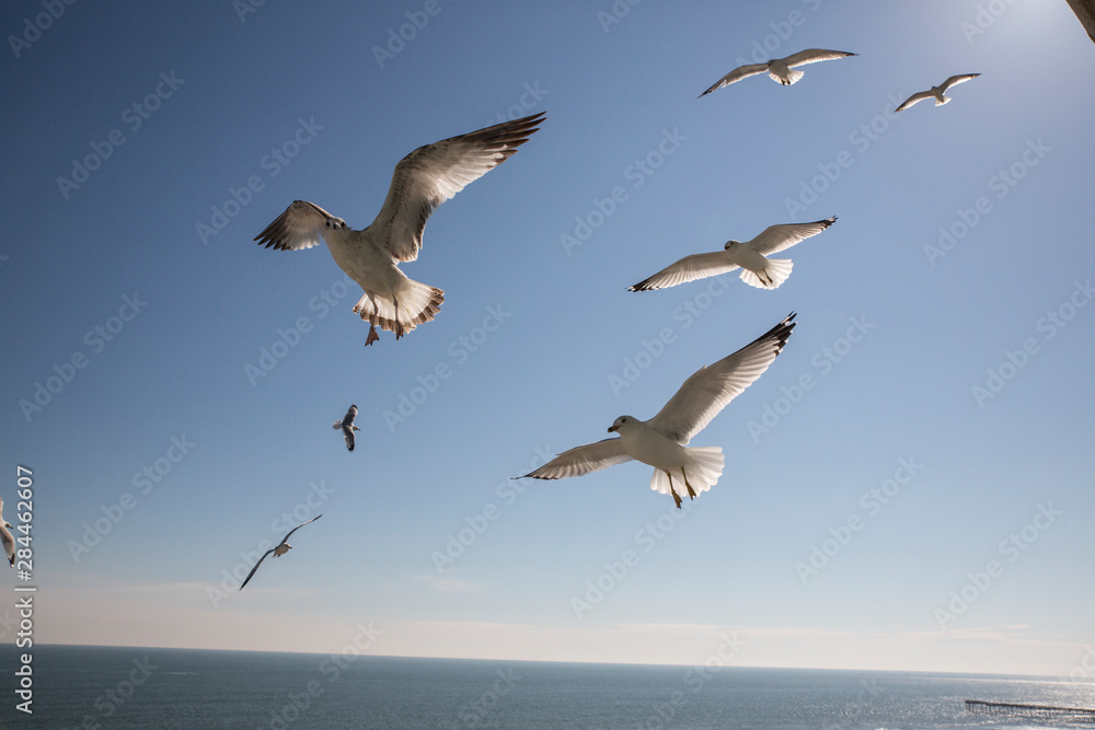 Virginia Beach, Virginia. Flock of Seagulls in Flight over the Ocean and a Dock