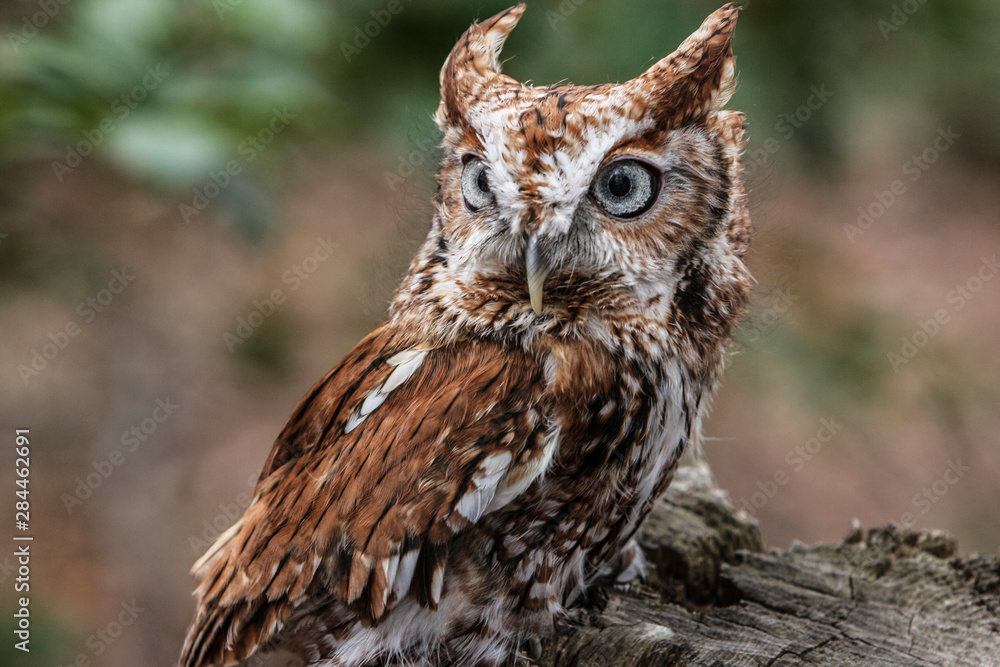 Obraz premium Vienna, Virginia. Eastern Screech Owl with steel grey eyes stands on a tree stump