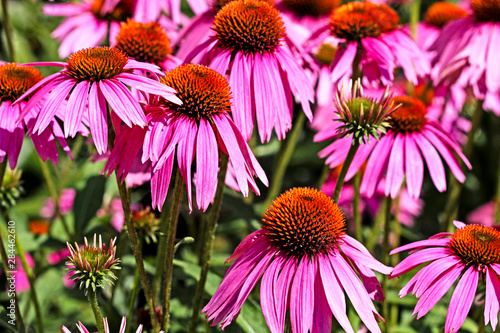 Φωτογραφία Virginia. Field of Purple Cornflowers