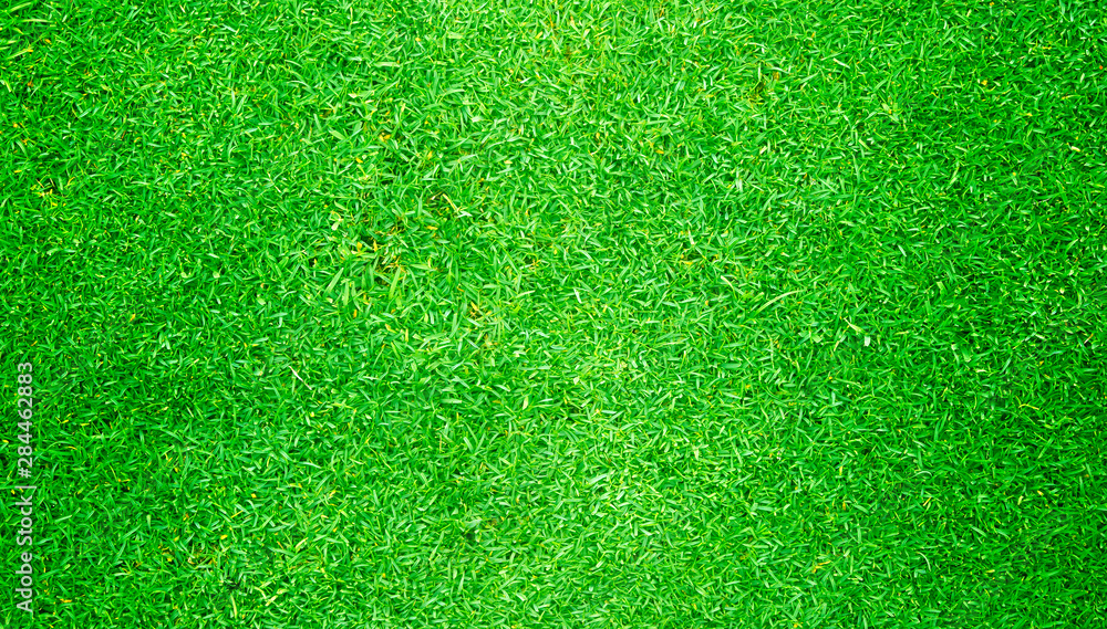Fototapeta premium Green grass background