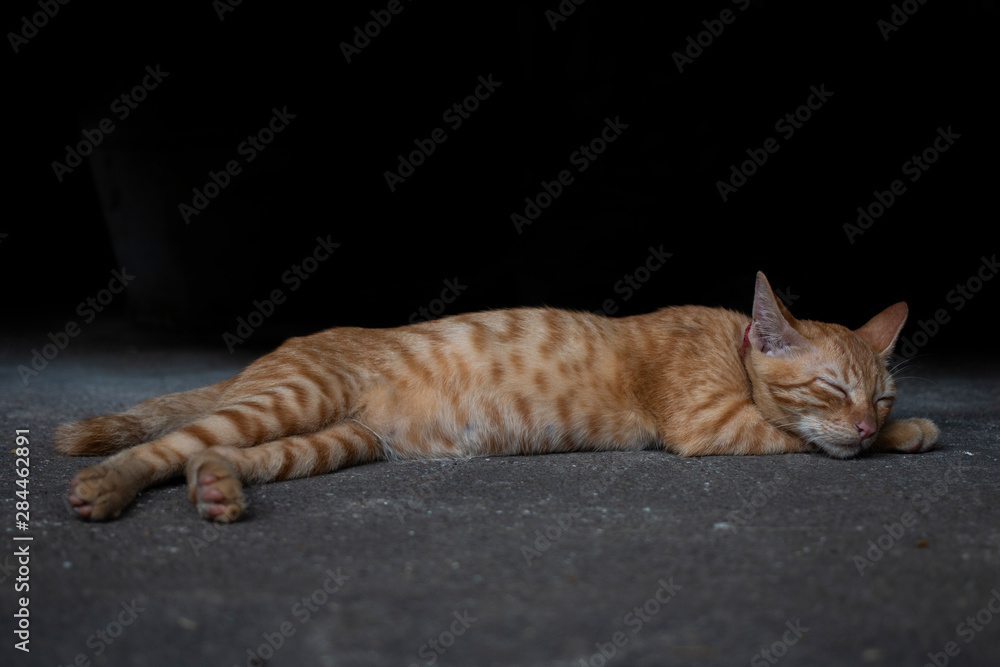 Sleeping Thai cat lay on the concrete floor. The cat feeding calm and comfort. Sleeping Thai cat lay on the concrete floor. The cat feeding calm and comfort.