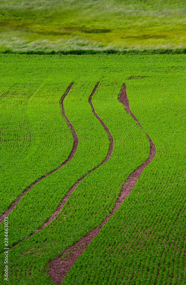 The Palouse, southwest of Colfax, WA, USA. The Palouse, southwest of Colfax, WA, USA.