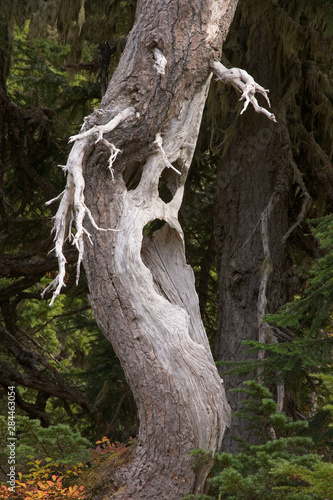 USA, Washington, Mount Rainier National Park. Close-up of spooky ghost tree. 