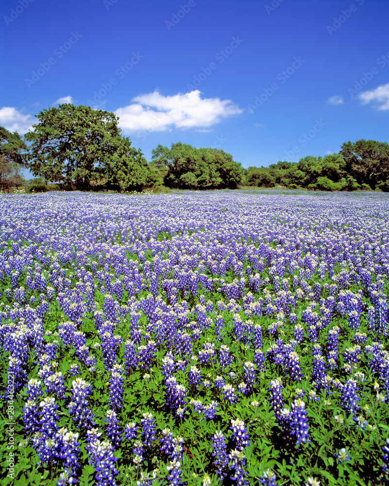 USA, Texas, Llano. Bluebonnets bathe in the Texas sun.