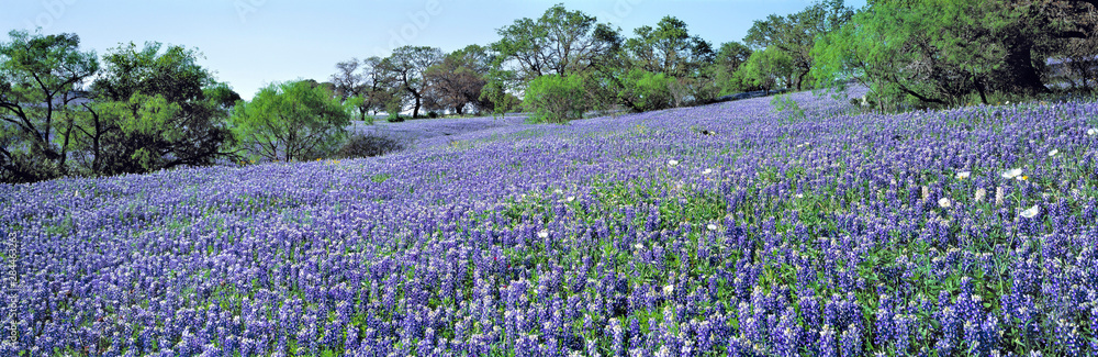 USA, Texas, Llano. The lush carpet of Texas bluebonnets is occasionally dotted with oak trees in Hill Country, Texas.