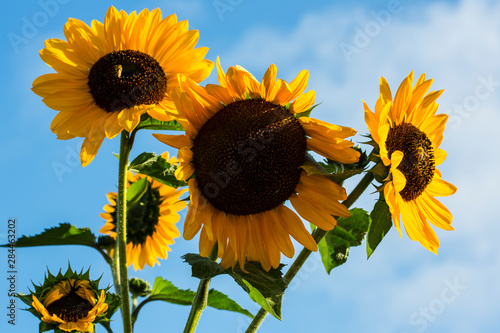 Bremerton, Washington State. Golden sunflowers and bees reach for the blue sky photo