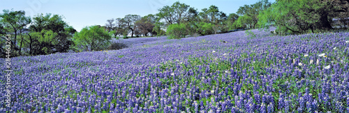 USA, Texas, Llano. The lush carpet of Texas bluebonnets is occasionally dotted with oak trees in Hill Country, Texas.