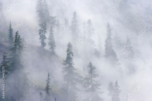 USA, Washington, Mount Baker Wilderness, Cascade Mountains. Dense fog blankets mountainside forest. 