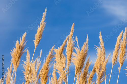 USA  Washington State  Walla Walla County. McNary National Wildlife Refuge  Ravenna Grass  Pampas Grass.