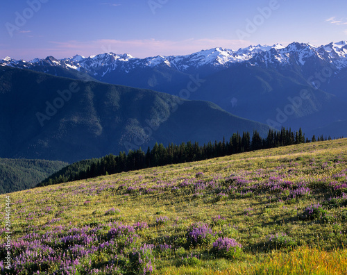 WA, Olympic National Park, Olympic Mountain Range and subalpine lupine meadow from Hurricane Ridge