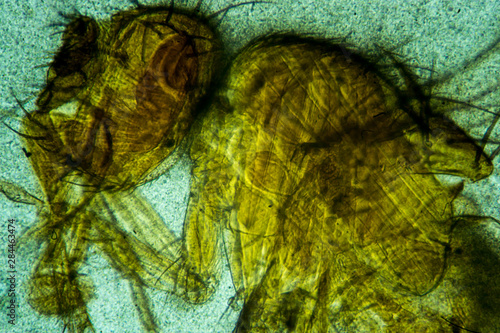 Microscopic image (Fruit fly)