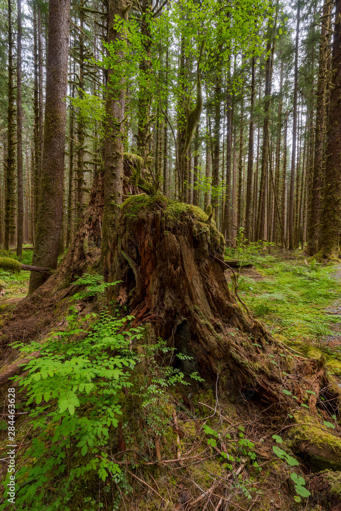 USA, Washington State. New trees growing from stump of nurse redwood in