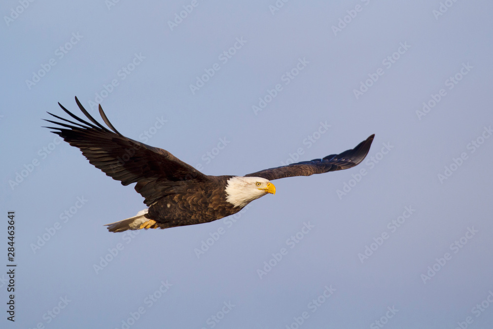 Naklejka premium Bald Eagle in Flight