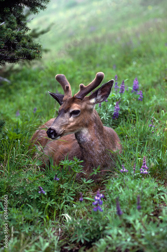 USA, Washington, Olympic National Park. Deer resting in meadow on Hurricane Ridge. 
