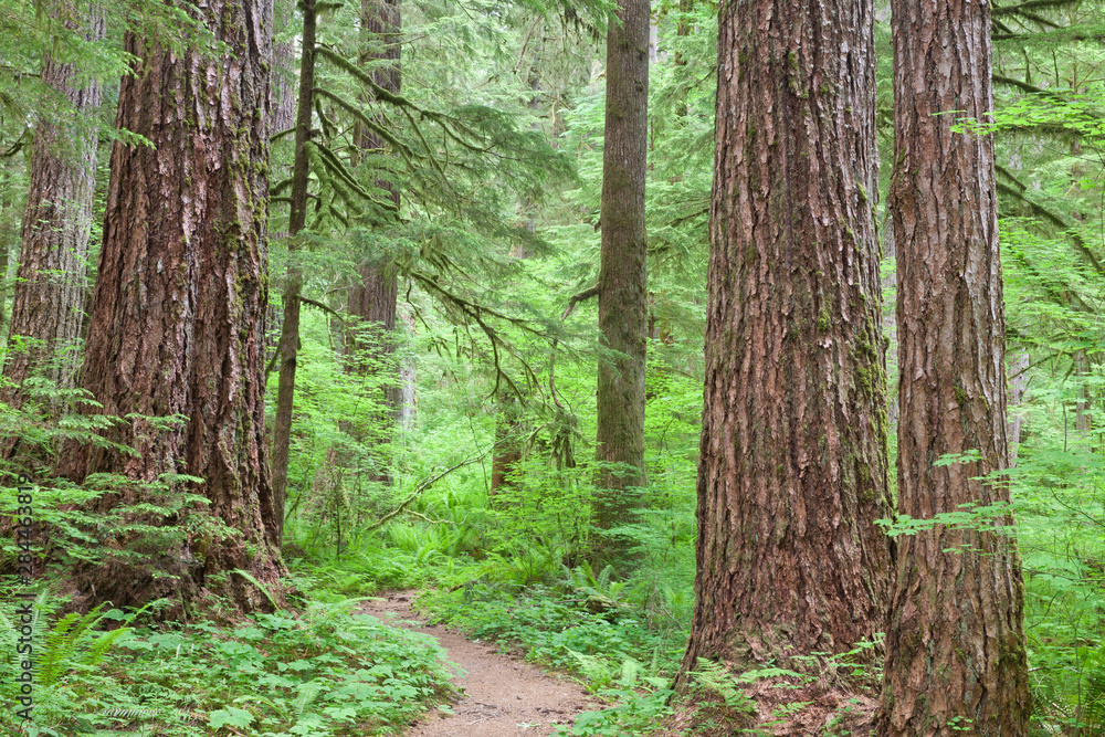 Fototapeta premium USA, Washington, Olympic National Forest. Trail through the forest. Credit as: Don Paulson / Jaynes Gallery / DanitaDelimont.com
