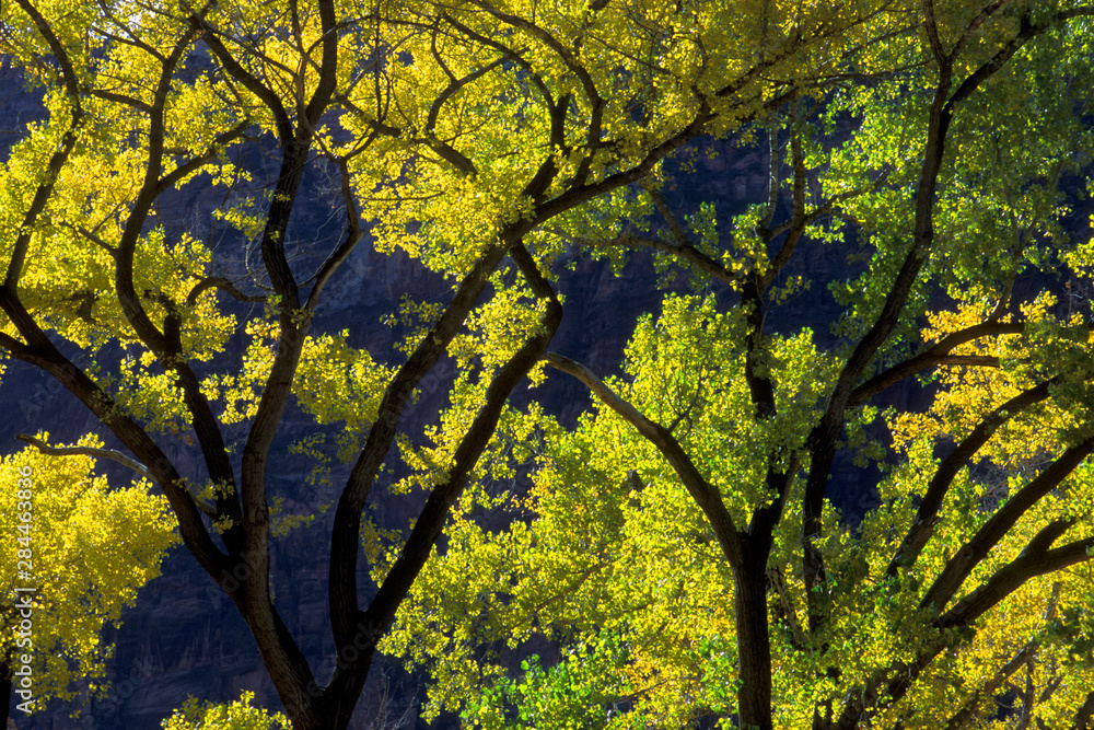 USA, Utah, Zion National Park, Grotto. Backlit cottonwood tree with yellowing autumn leaves contrast with dark cliff in background. USA, Utah, Zion National Park, Grotto. Backlit cottonwood tree with yellowing autumn leaves contrast with dark cliff in background.