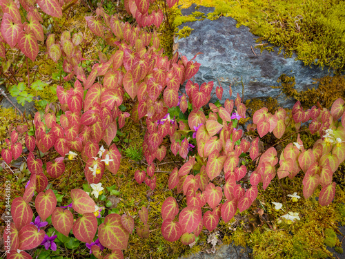 USA, Washington State, Bainbridge Island. Epimedium plants in garden. Credit as: Don Paulson / Jaynes Gallery / DanitaDelimont. com photo