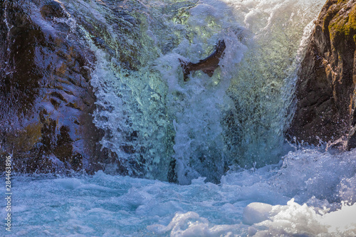 USA, Washington State, Olympic National Park. Spawning salmon in Sol Duc Rive...