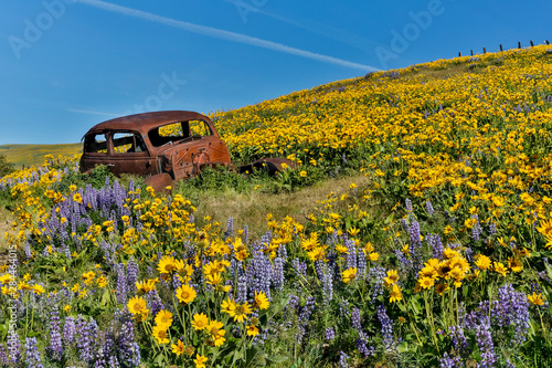 Old abandoned car, Springtime bloom with mass fields of Lupine, Arrow Leaf Balsamroot near Dalles Mountain Ranch State Park, Washington State photo