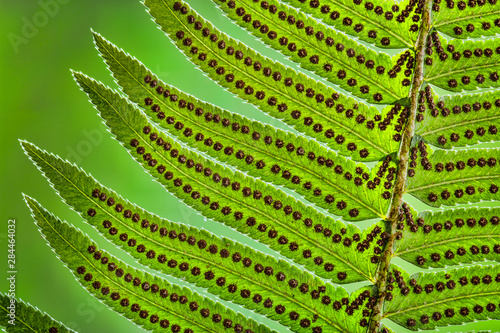 USA, Washington State, Seabeck. Underside close-up of sword fern frond. 