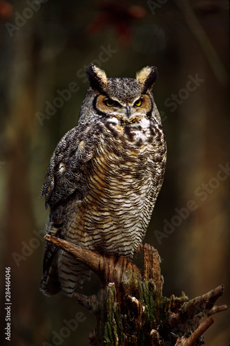 North America, USA, Washington, Northwest Trek. A Great Horned Owl (Bubo virginianus)