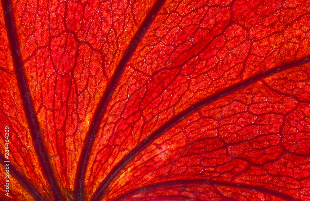 Obraz premium Autumn red leaf design backlit