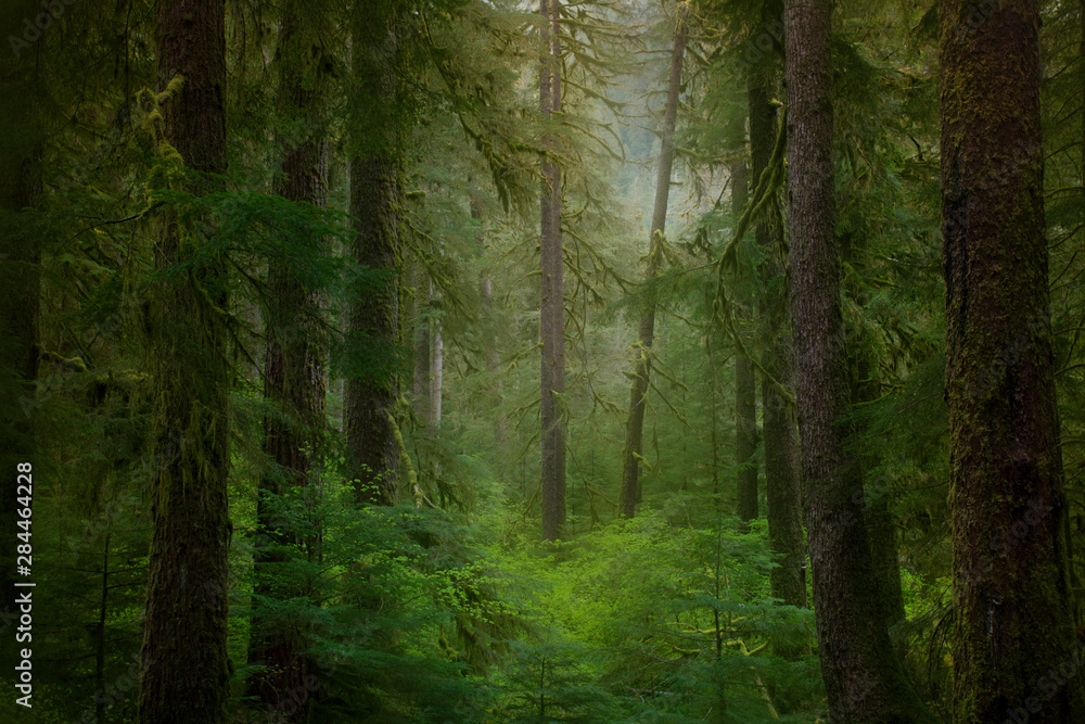USA, Washington State, Olympic National Park. Western hemlock trees in rainforest. 