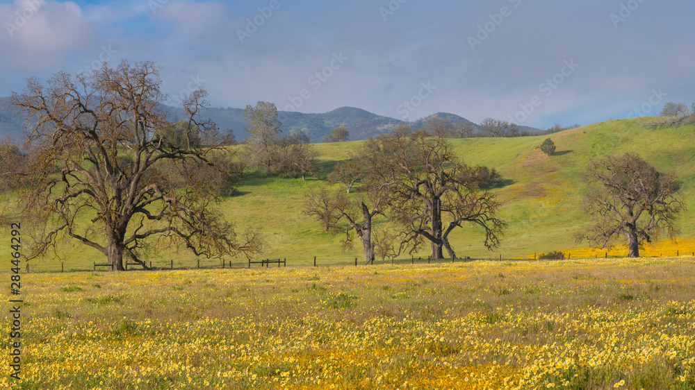 USA, California, Shell Creek. Oak trees in field of tidy tip flowers. Credit as: Don Paulson / Jaynes Gallery / DanitaDelimont. com