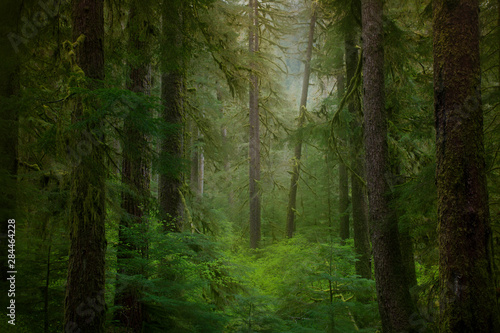USA, Washington State, Olympic National Park. Western hemlock trees in rainforest.  photo