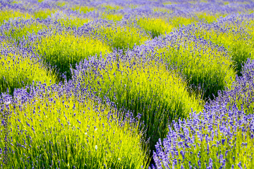 USA, Washington State, Port Angeles, Lavender Field photo