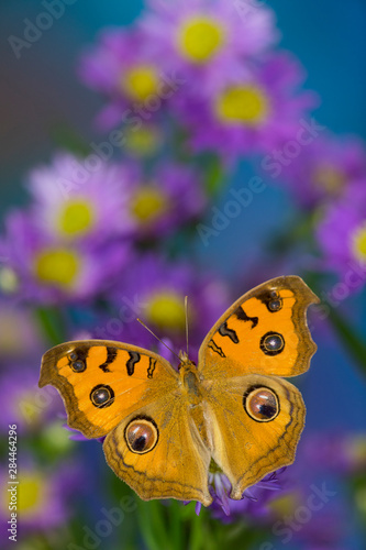 Peacock pansy, Junonia almana found in Southeast Asia resting on flowering Asters.