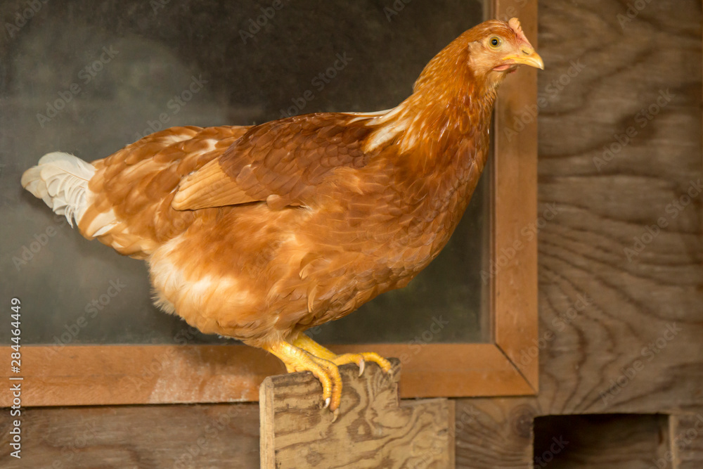 Golden Sexlink Chickens