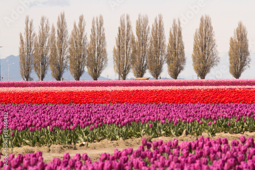 Wallpaper Mural United States, Washington State, Mount Vernon, tulip fields bloom at the annual Skagit Valley Tulip Festival Torontodigital.ca
