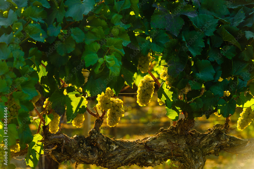 Fotografie Usa, Washington State, Yakima Valley