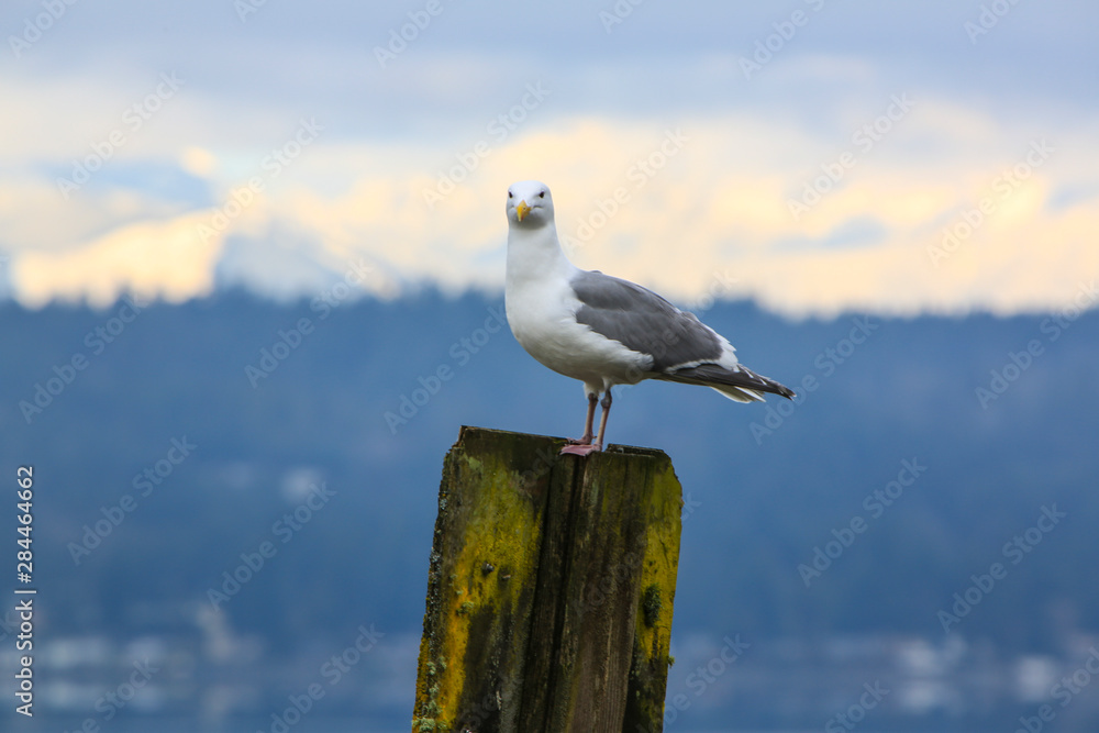 Bremerton, Washington State. Seagull stands on a green mossy pier with snowcapped mountains in the background Bremerton, Washington State. Seagull stands on a green mossy pier with snowcapped mountains in the background