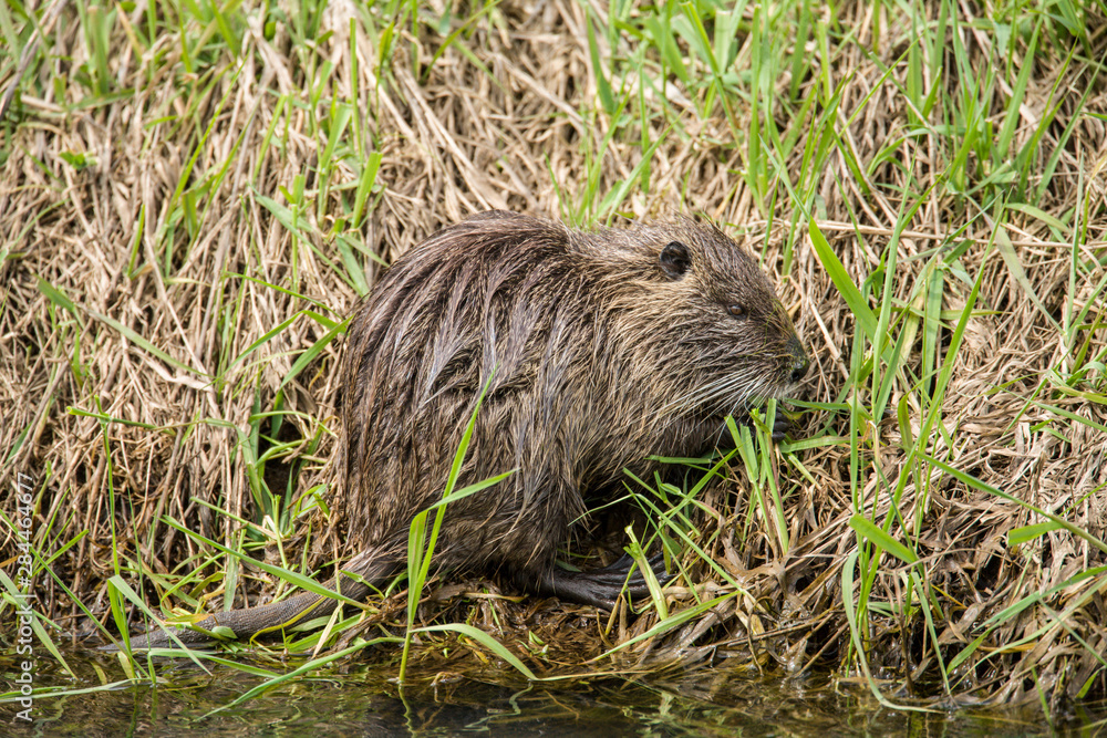 Ridgefield, Washington State, USA. Nutria in Ridgefield National Wildlife Refuge. Coypu, also known as the river rat or nutria, is a large, omnivorous, semi-aquatic rodent. Ridgefield, Washington State, USA. Nutria in Ridgefield National Wildlife Refuge. Coypu, also known as the river rat or nutria, is a large, omnivorous, semi-aquatic rodent.