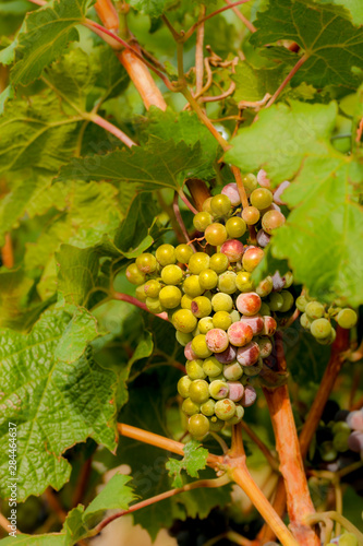 Usa, Washington State, Mattawa. Cabernet Franc block of Weinbau Vineyard, a part of Sagemoor Vineyards.