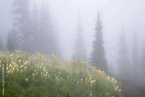 USA. Washington State. Beargrass (Xerophyllum tenax) and fir trees in fog at Mt. Rainier National Park.