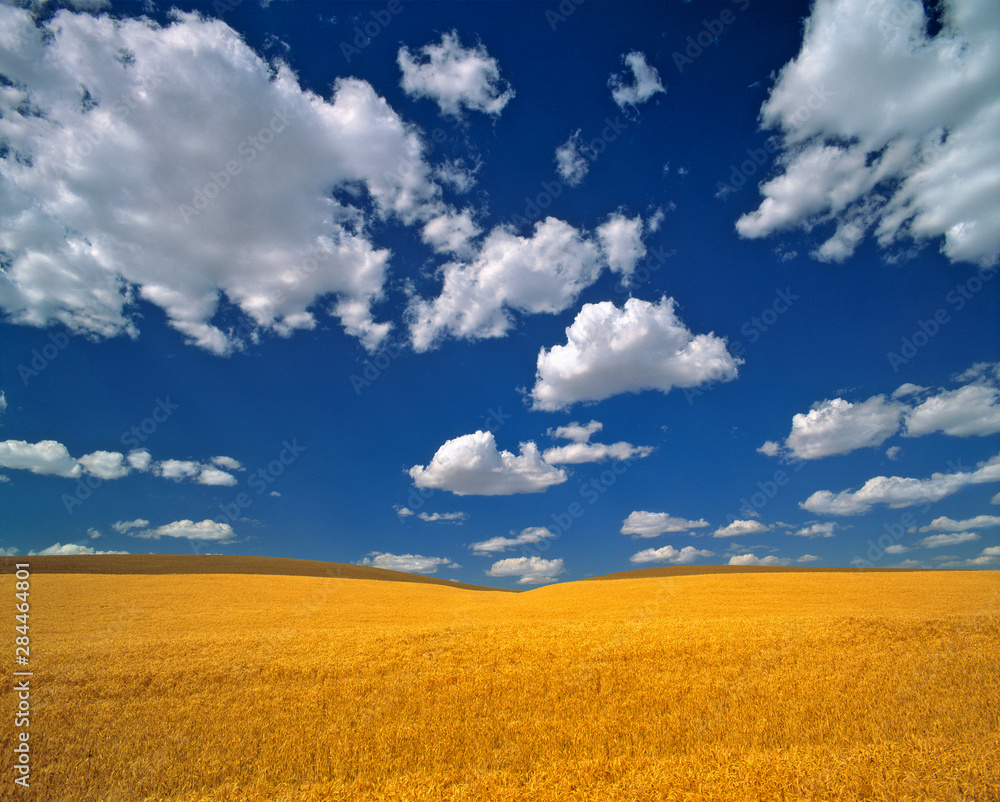 USA, Washington State, Colfax. Ripe barley meets the horizon near Colfax in the Palouse area, Washington State.