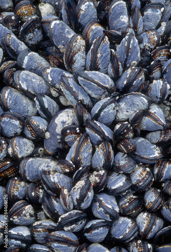 California mussel (Mytilus californica), dense bed exposed at low tide, Olympic National Park, Washington State, USA