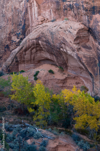 USA, Utah. Cottonwood trees in the autumn beneath a developing arch, Arches National Park