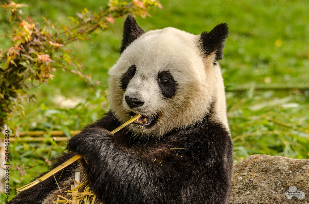 Obraz premium Le panda