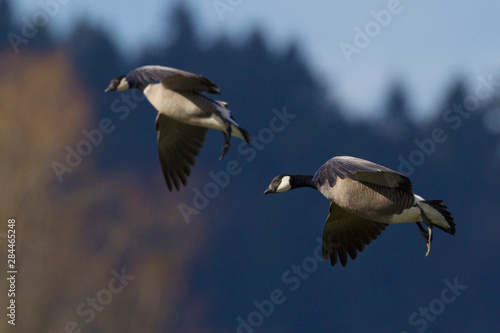 Lesser Canada Geese Alighting