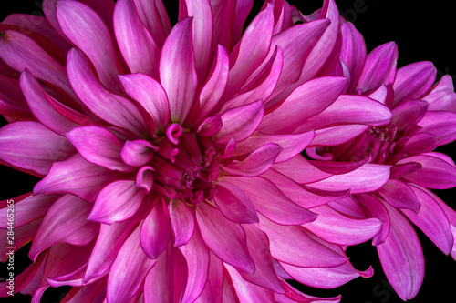USA  Washington State  Sammamish  Pink Flower  Digitally Altered